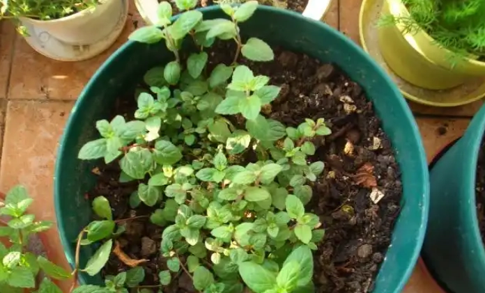 薄荷種子種植技巧 薄荷種子種植技巧