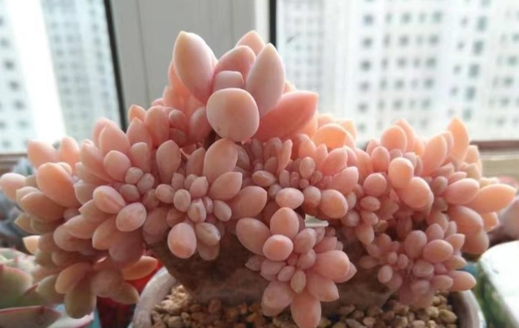 多肉植物乾癟 多肉植物乾癟