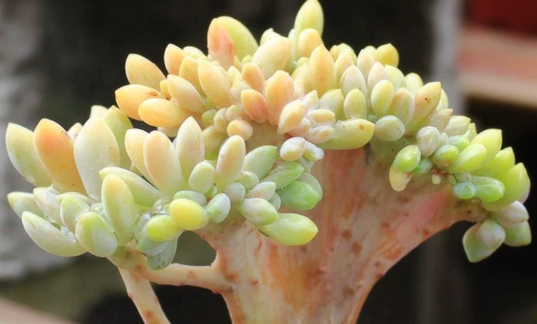 多肉植物乾癟 多肉植物乾癟