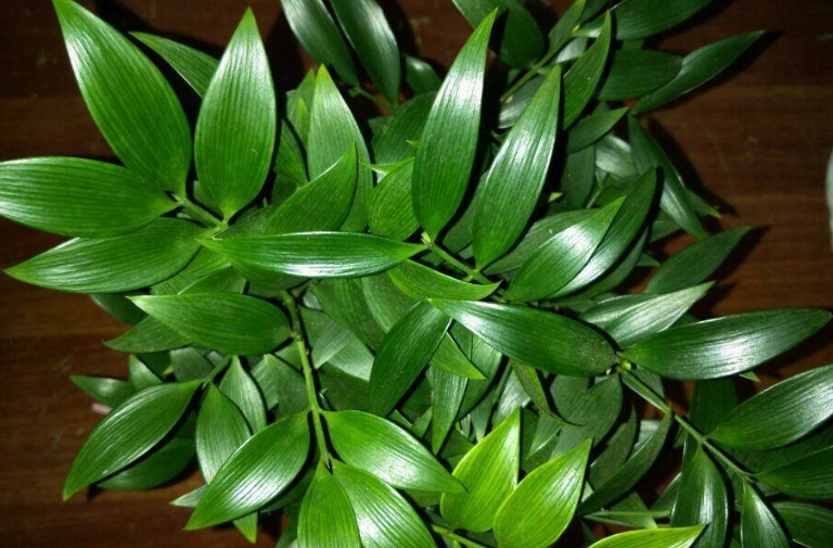 竹柏照顧方法 竹柏照顧方法