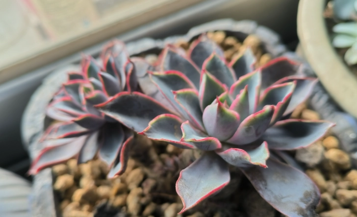 多肉徒長處理 多肉徒長處理