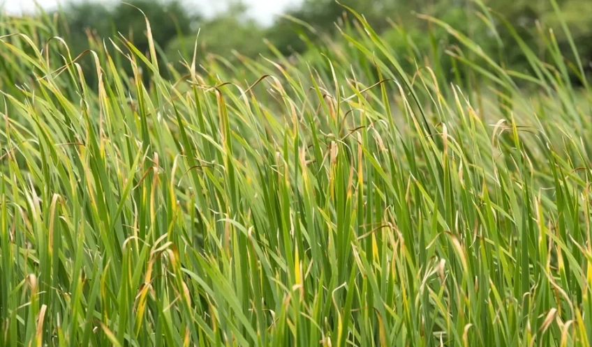 禾本科植物種類
