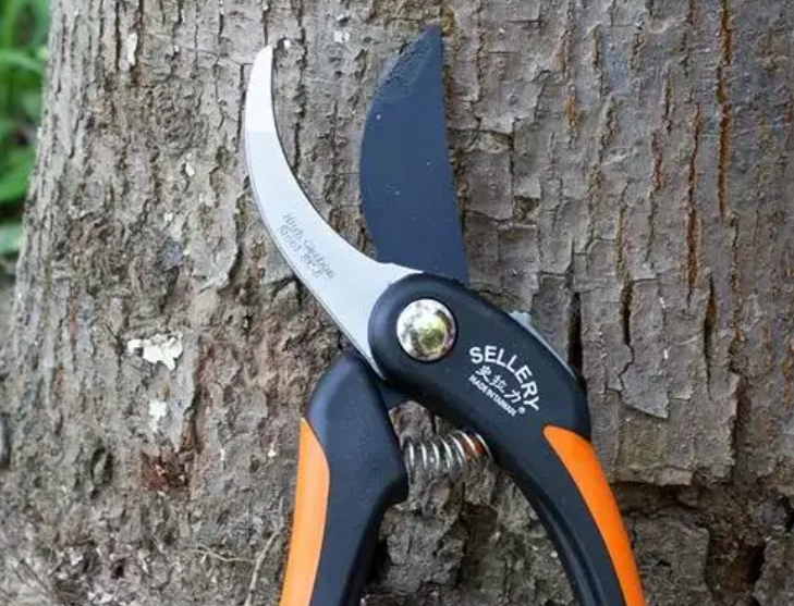 黛粉葉繁殖方法