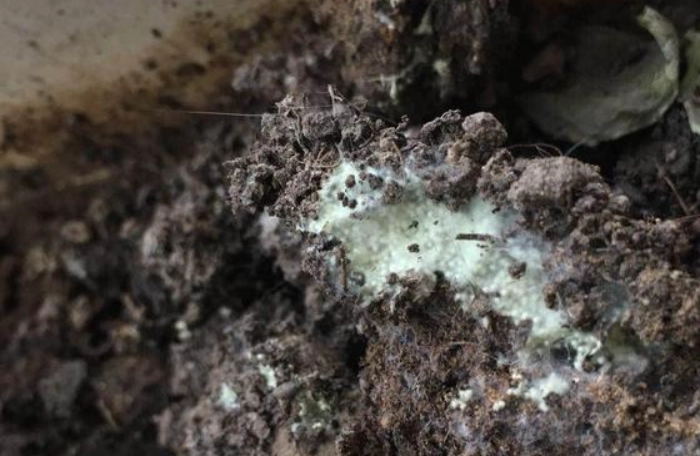 花盆發霉處理 花盆發霉處理