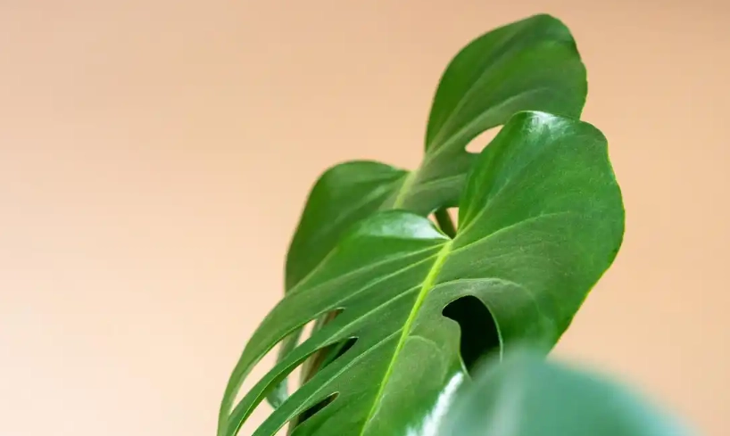 室內植物 養護 室內植物 養護