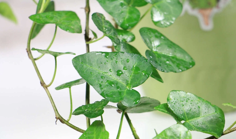 常春藤病蟲害防治