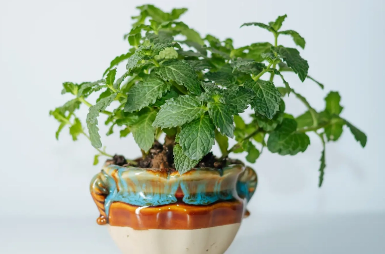 薄荷盆栽技巧