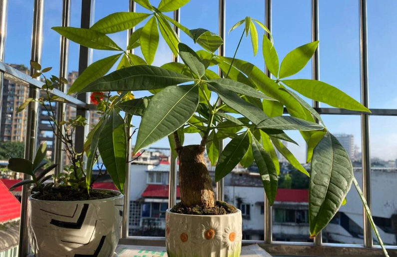 發財樹施肥技巧