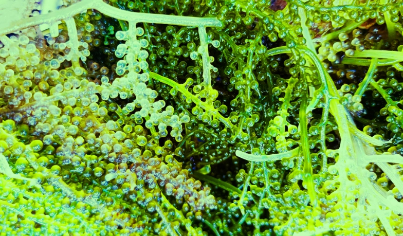 海葡萄養殖技術 海葡萄養殖技術