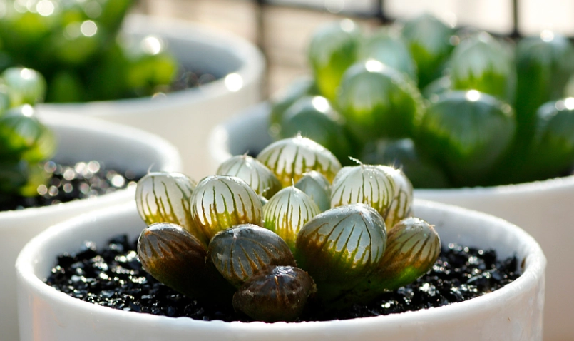 多肉植物照顧 多肉植物照顧