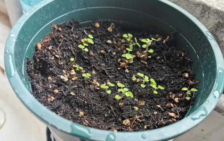 薄荷發芽條件 薄荷發芽條件