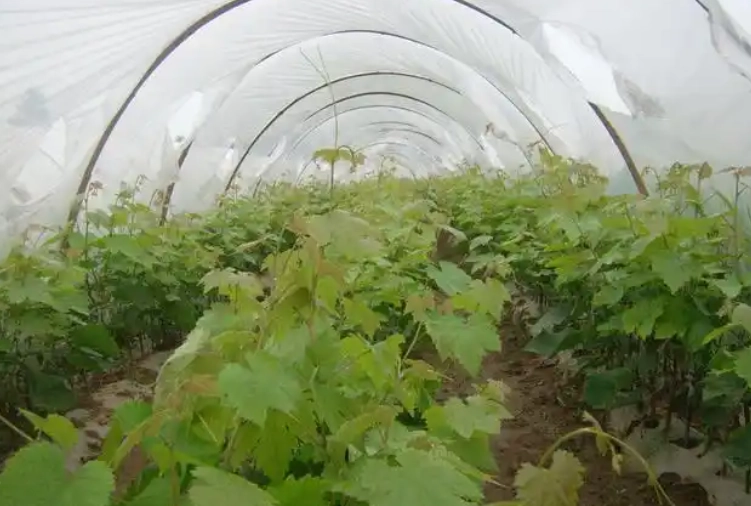 葡萄種植方法 葡萄種植方法