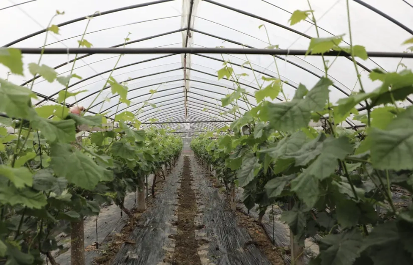 葡萄種植步驟 葡萄種植步驟