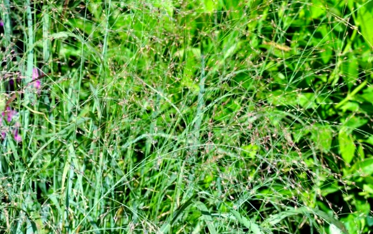 禾本科植物特徵