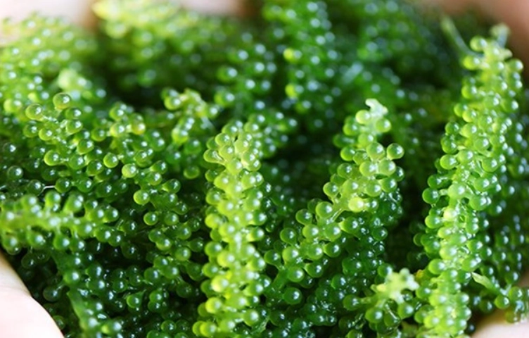 海葡萄養殖技術 海葡萄養殖技術