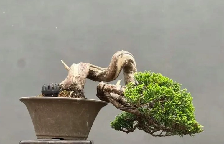 真柏盆栽養護 真柏盆栽養護