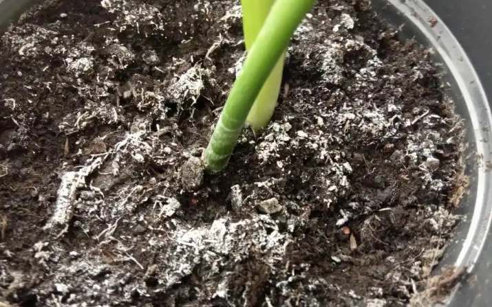 盆栽土壤發霉 盆栽土壤發霉