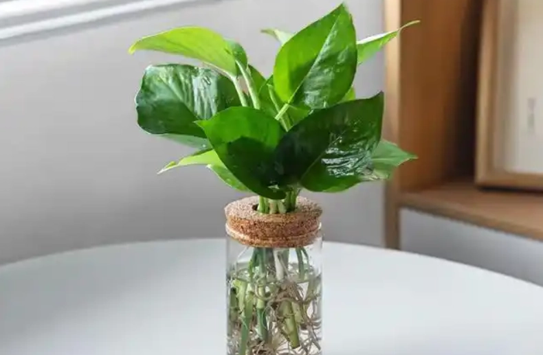 水耕黃金葛爛根處理