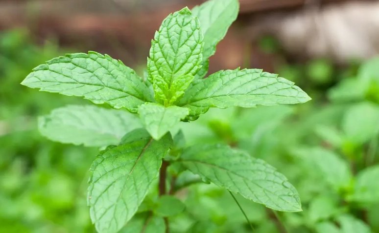 薄荷照顧要點