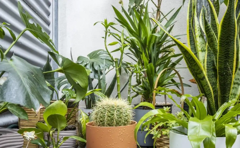 耐陰室內植物 耐陰室內植物