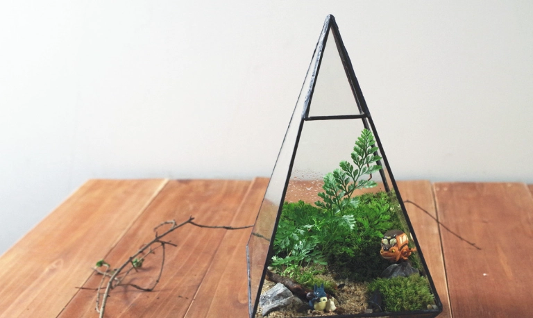 室內蕨類植物養護 室內蕨類植物養護