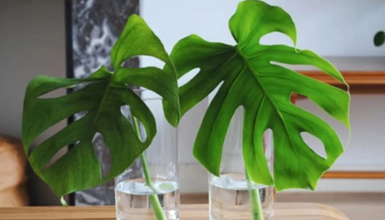 天堂鳥龜背芋 照顧 天堂鳥龜背芋 照顧