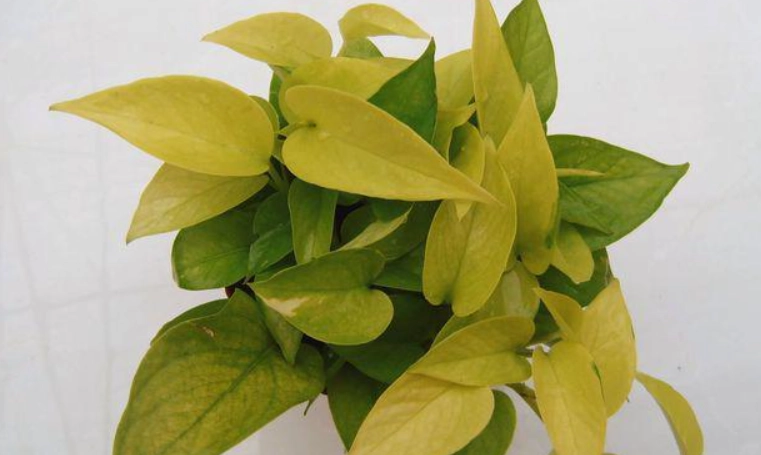 黃金葛寵物安全 黃金葛寵物安全