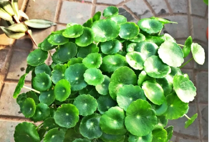 金錢草種植技巧 金錢草種植技巧