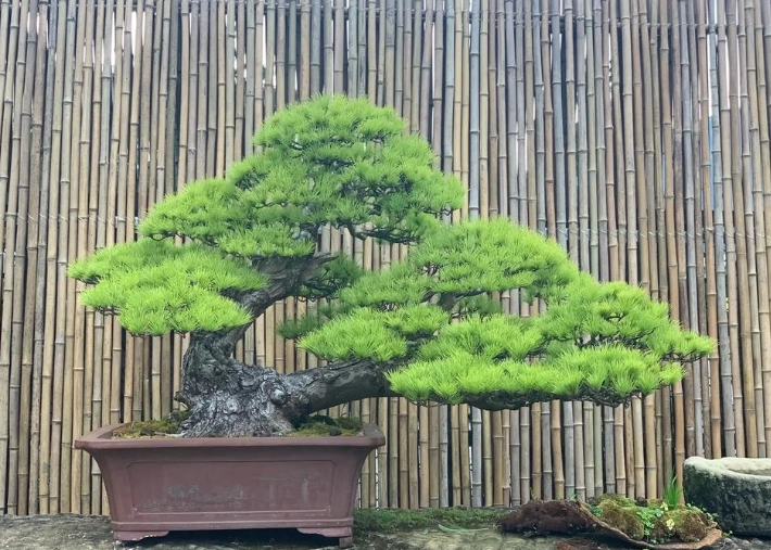 二葉松五葉松比較