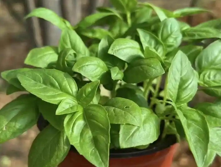 甜羅勒種植時間 甜羅勒種植時間