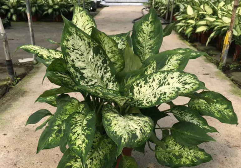 花葉萬年青毒性