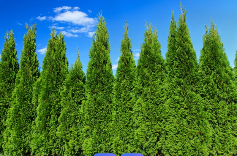 柏樹種植方法 柏樹種植方法