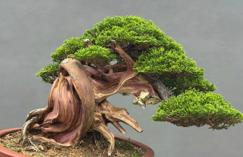 真柏盆栽問題解決 真柏盆栽問題解決