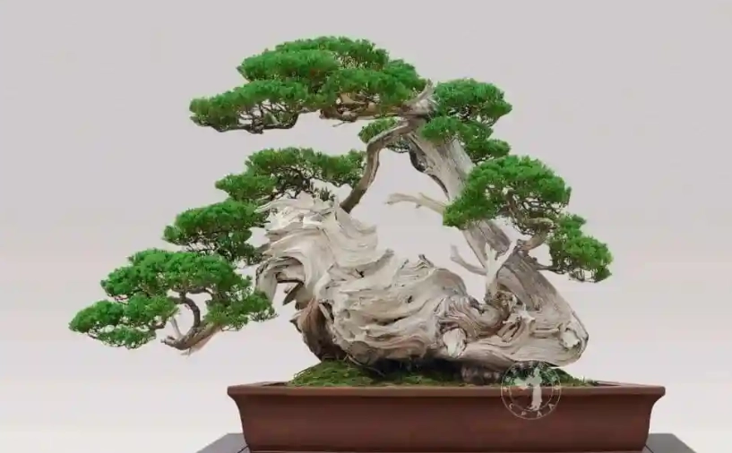 長針葉柏樹護理