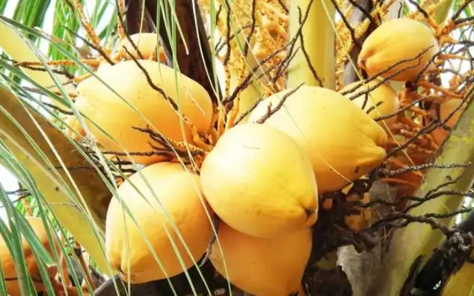 黃椰子葉子枯黃處理 黃椰子葉子枯黃處理