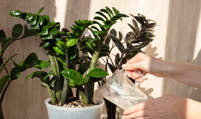 發財樹澆水注意事項