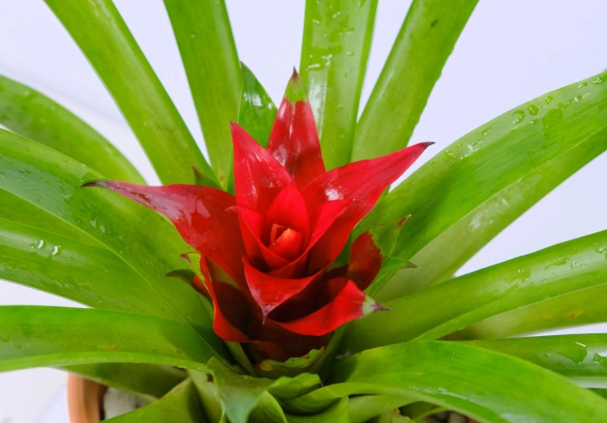 觀賞鳳梨種植方法 觀賞鳳梨種植方法