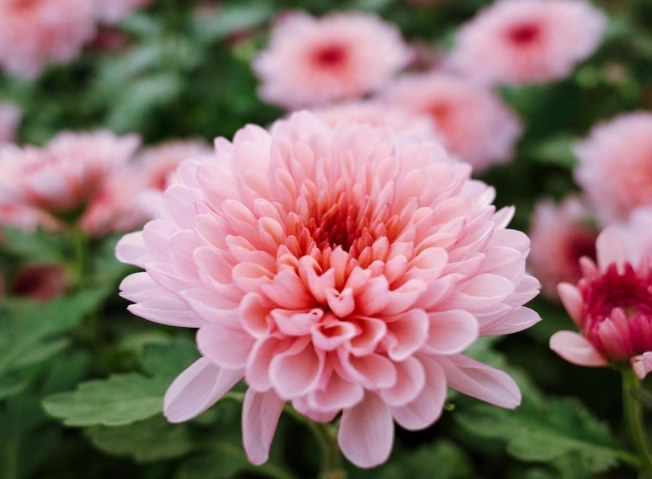 菊花寓意 菊花寓意