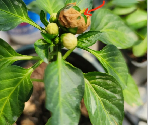 辣椒摘心方法 辣椒摘心方法