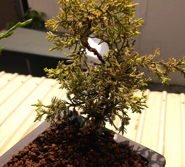 真柏葉子變黃原因 真柏葉子變黃原因