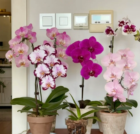 蝴蝶蘭養護方法 蝴蝶蘭養護方法