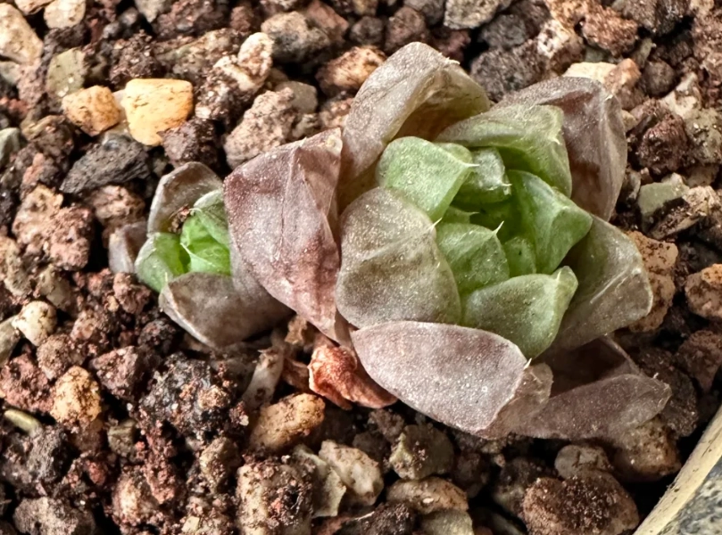 多肉植物乾癟原因 多肉植物乾癟原因