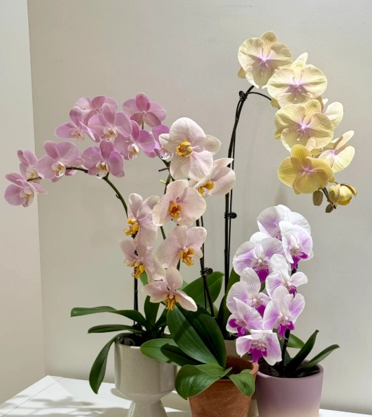 蝴蝶蘭養護方法 蝴蝶蘭養護方法