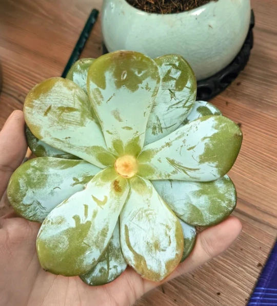 多肉植物根部問題