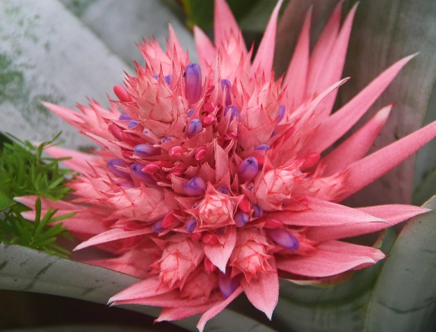 觀賞鳳梨養護 觀賞鳳梨養護