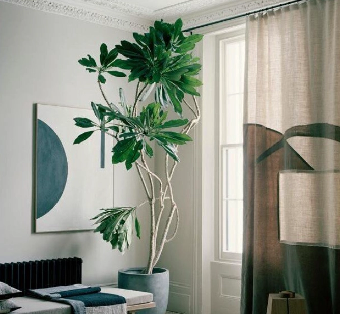 室內大型植物 室內大型植物