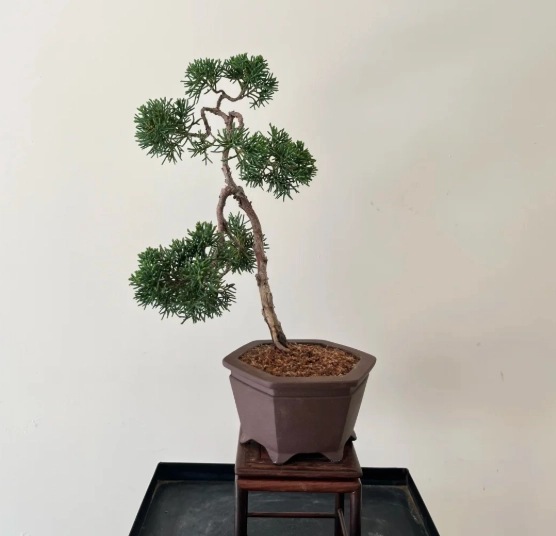 真柏樹藝教學 真柏樹藝教學