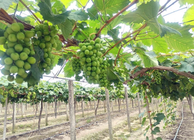 葡萄栽培環境 葡萄栽培環境