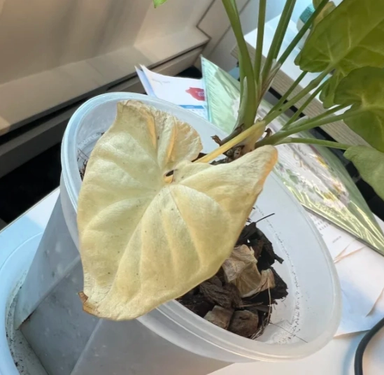 黛粉葉葉子黃化