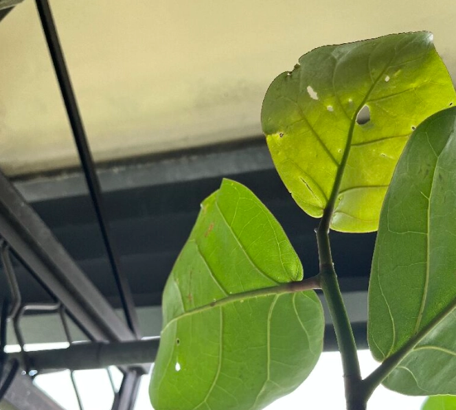 海葡萄叶子受损